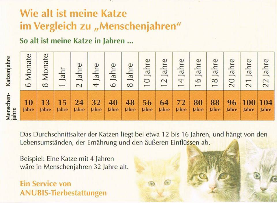 henmountfamiliy Katzen henmountfamiliy Katzen