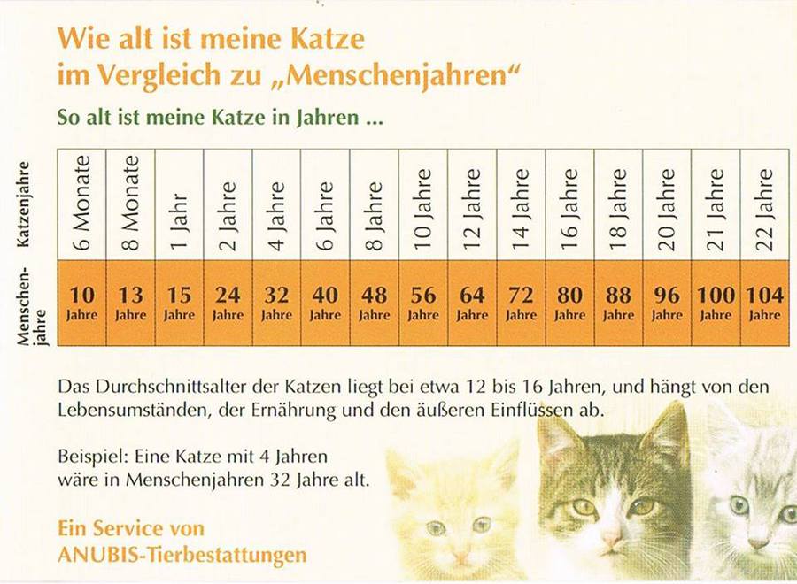 henmountfamiliy Katzen henmountfamiliy Katzen